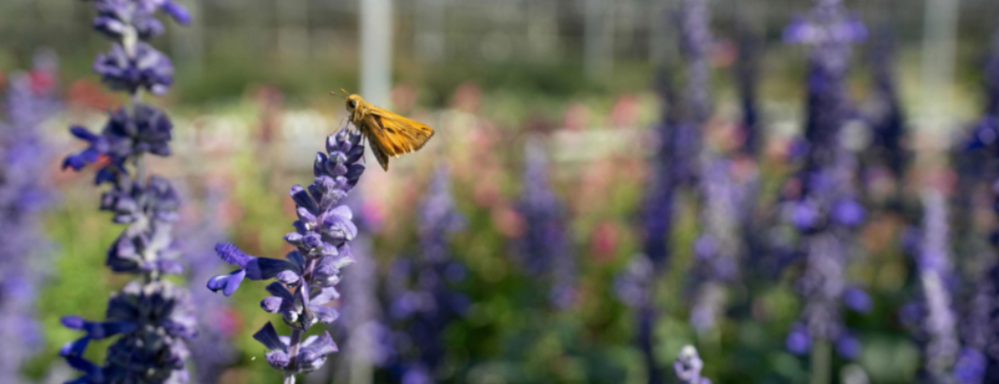 Orange butterfly on purple salvia spike with greenhouse in soft background