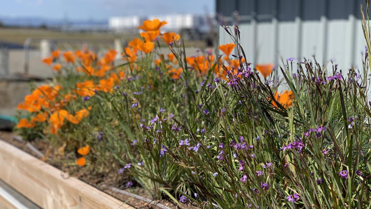 The Green Roof Display 