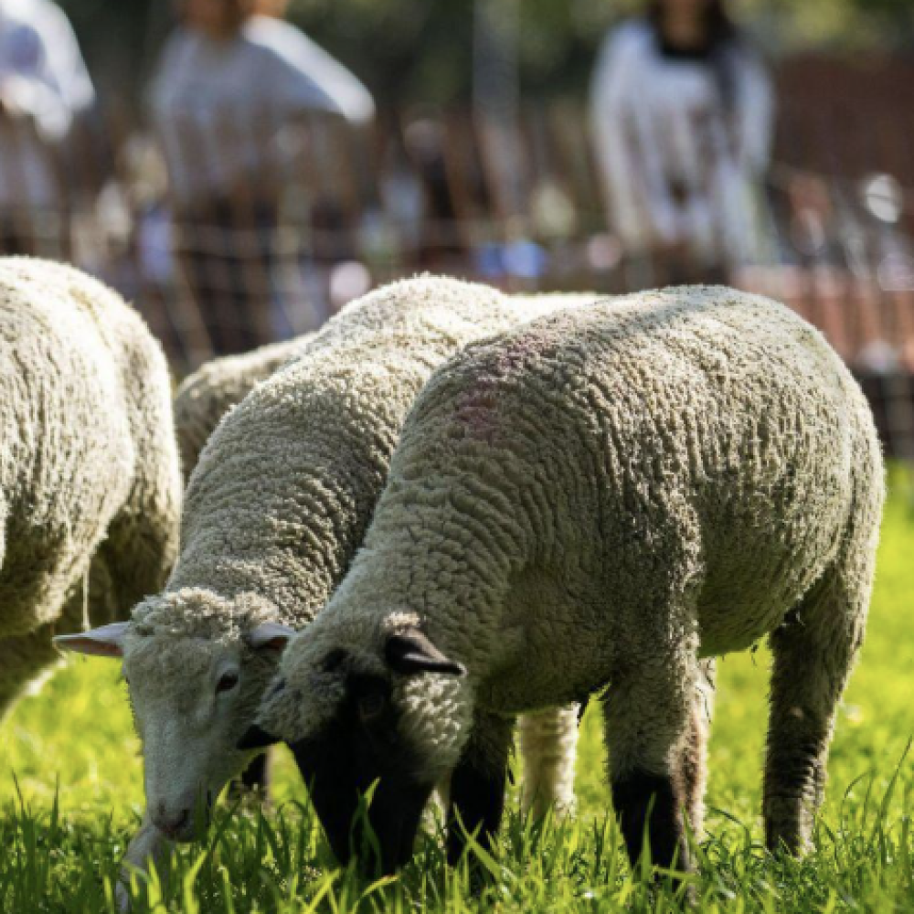 Two sheep grazing on green grass with blurred people behind a fence