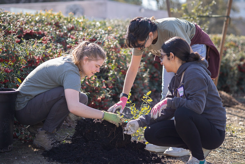 Three students planting trees.