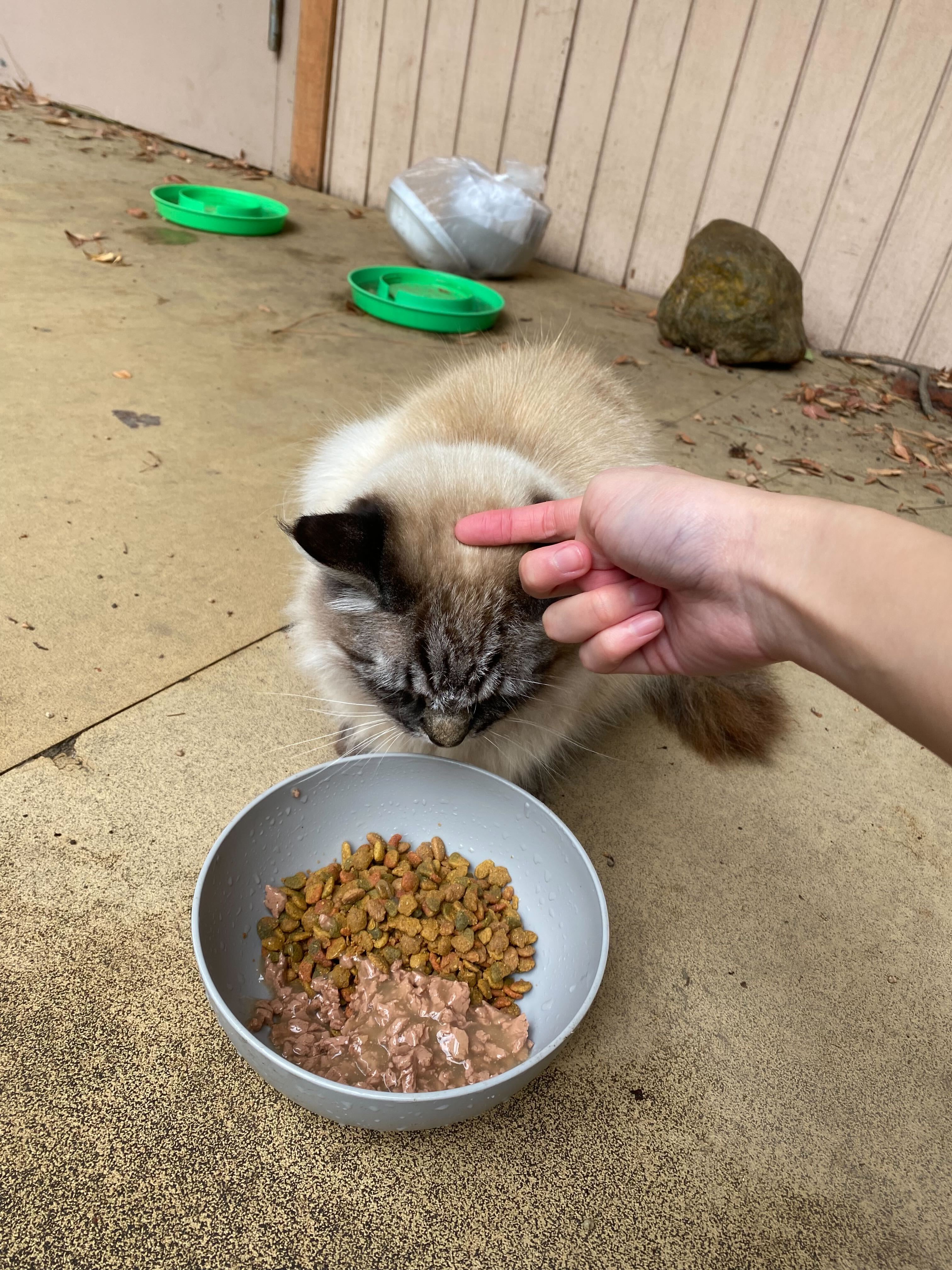 Student petting cat, sitting in front of food bowl.