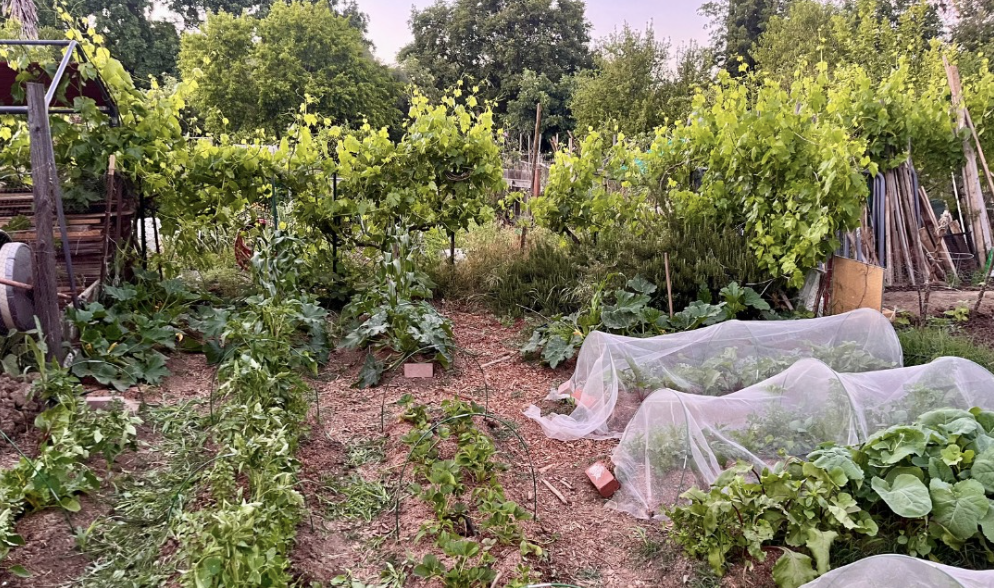 Image shows rows of crops from Plant Futures' garden plot at the ASUCD Garden.