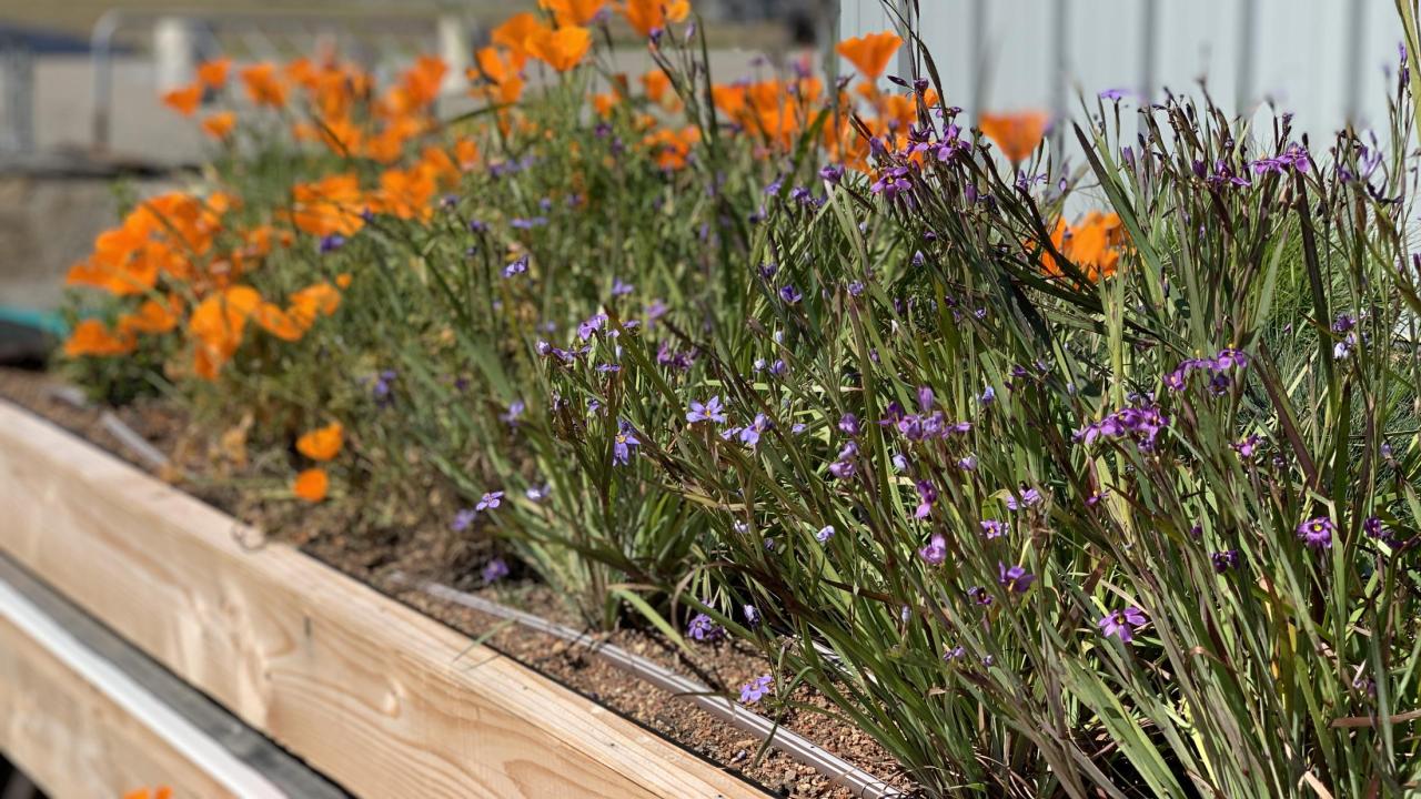 The Green Roof Display 