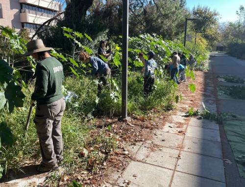 Students weeding at the Toxic Plant Garden