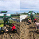Students use the water wheel transplanter for the first time to plant cucumbers and tomatoes.